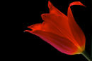 Red Tulip